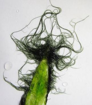 staghorn algae